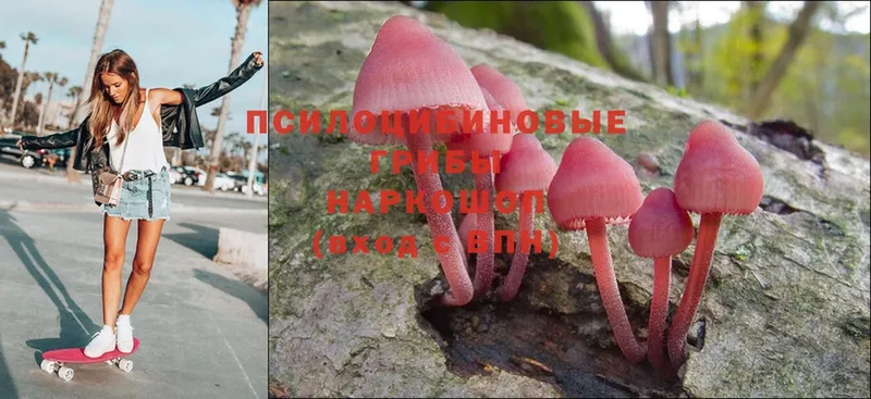 Псилоцибиновые грибы Psilocybe  цены наркотик  Будённовск 